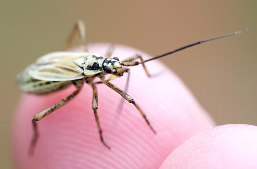 Réf. 305 549 : Leptopterna dolabrata